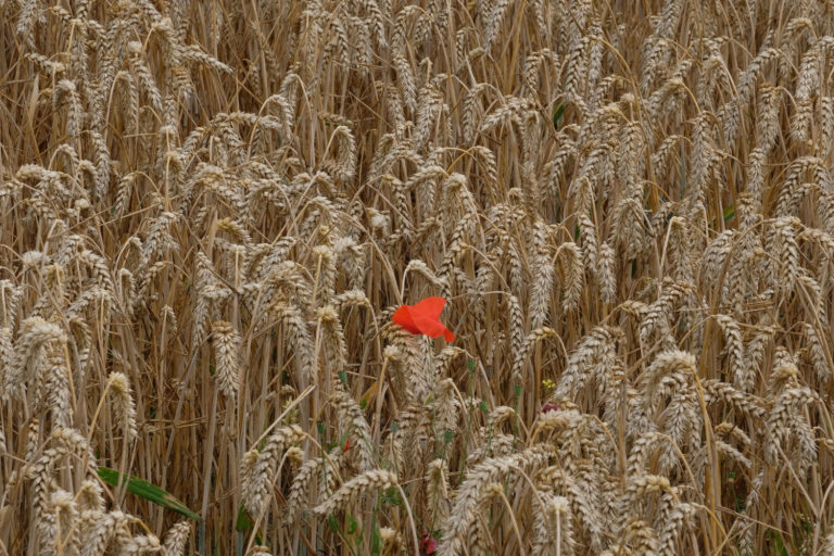 coquelicot rouge dans champ de blé